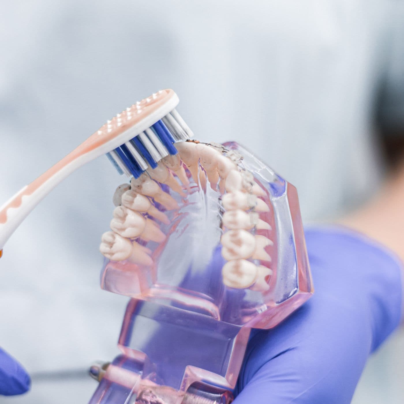 Toothbrush cleaning along the gumline of a jaw model